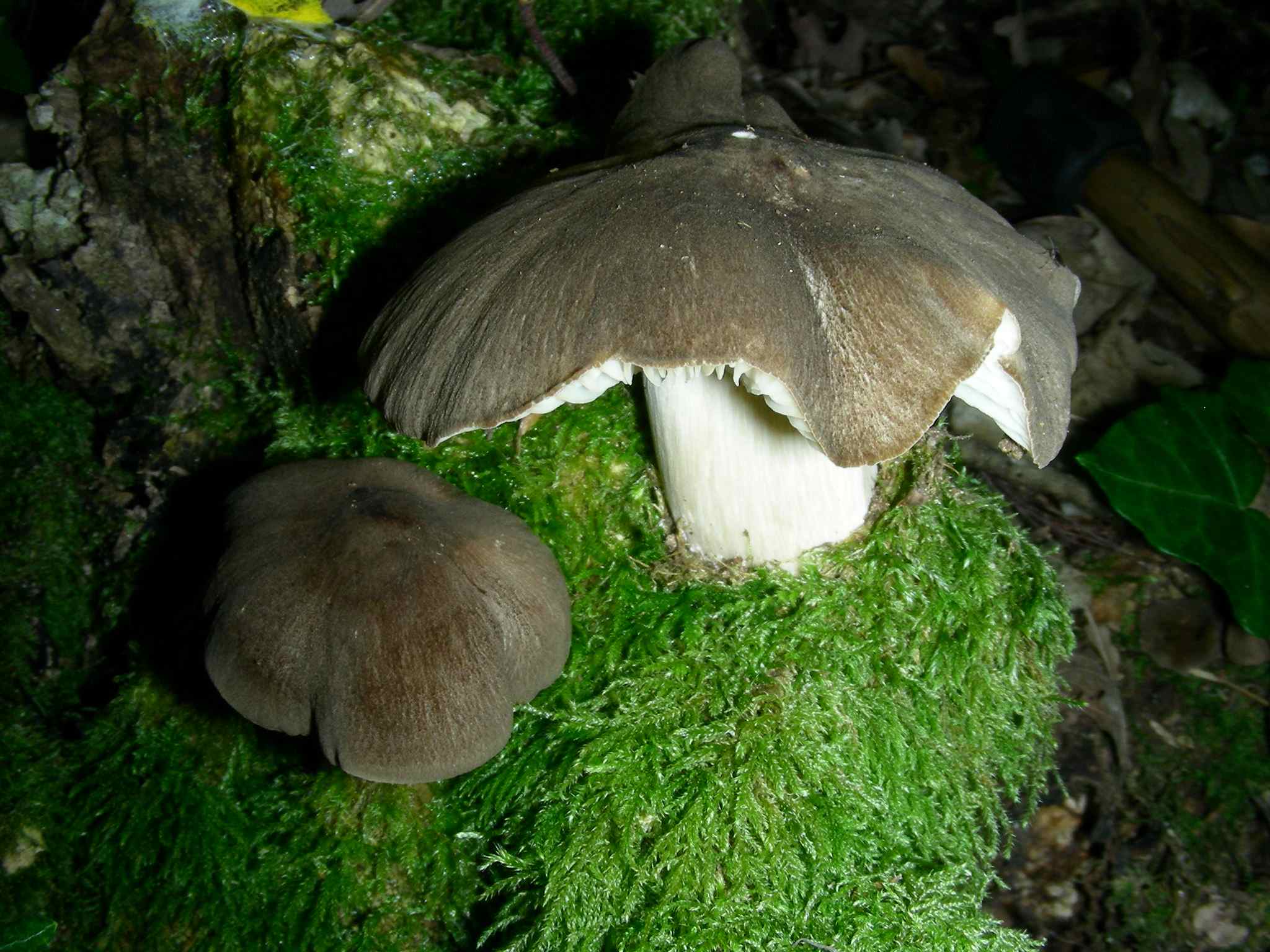 2039 Giugno vecchio ritrovamento